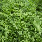 1000 Seeds Giant Italian Flat Leaf Parsley Petroselinum Crispum Neapolitanum Fresh Garden