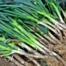 Onion Evergreen Bunching Scallions Heirloom Seeds Heirloom 400 Seeds Fresh Garden