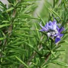 Rosemary Seeds Heirloom Herb (Rosmarinus Officinalis) 50 Seeds Fresh Garden