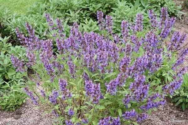 Sage Broadleaf Heirloom Seeds Medicinal & Culinary Herb Seed 100 Seeds Fresh Garden