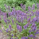 Sage Broadleaf Heirloom Seeds Medicinal & Culinary Herb Seed 100 Seeds Fresh Garden