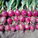 250 Seeds Red Creole Onion Spicy Cajun Short Day Allium Cepa Vegetable Fresh Garden