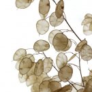 100 Seeds Lunaria Biennis ( Money Plant / Silver Dollar / Honesty / Moonwort ) Fresh Garden