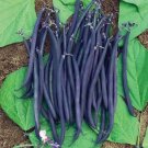 40 Seeds Royal Purple Pod Bean Phaseolus Vulgaris Vegetable Fresh Garden