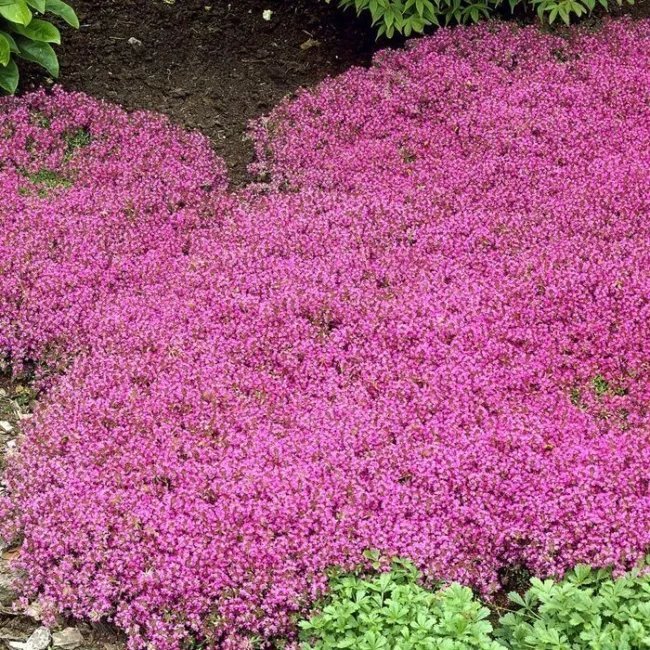 Creeping Thyme 50 Seeds Heirloom Herb Fragrant Groundcover (Thymus Serpyll Fresh Garden