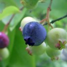 Blueberry Northern Highbush Heirloom Seeds Nongmo 50 Seeds Fresh Garden