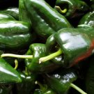 Pepper Poblano Ancho Grande 25 Seeds Easy To Grow Heirloom Gmo Free Fresh Garden