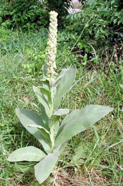 Mullein Common (Greater) Heirloom 100 Seeds Medicinal Herb Seeds Non Gmo Fresh Garden