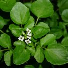 Watercress Seeds Heirloom Vegetable (Nasturtium Officinale) 200 Seeds Fresh Garden