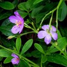 150 Fame Flower Jewels Of Opar Talinum Paniculatum Portulaca Patens Seeds Fresh Garden
