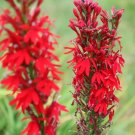 Cardinal Flower 250 Seeds Heirloom Flower Attracts Hummingbirds Fresh Garden