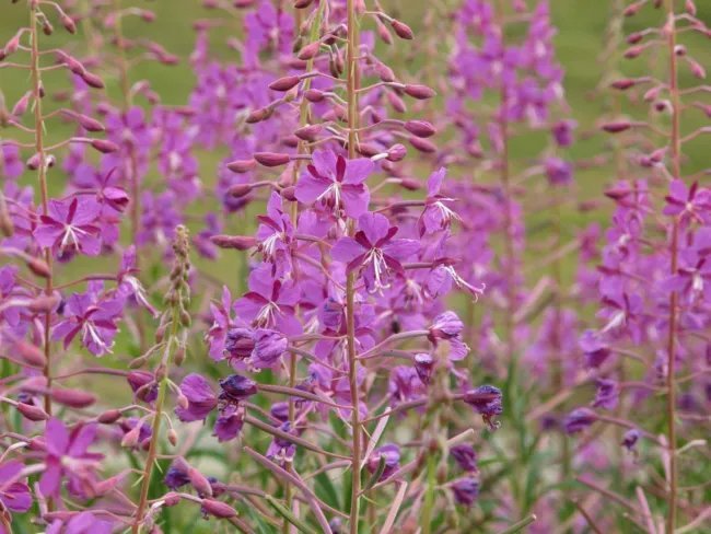 Fireweed Willowherb 100 Seeds Medicinal Non Gmo (Epilobium Angustifolium Fresh Garden