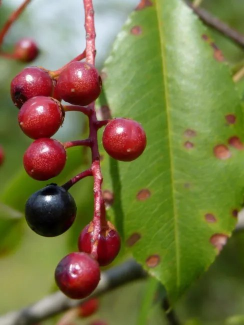 Cherry Black Cherry Tree 15 Seeds Culinary & Medicinal Non Gmo Fresh Garden