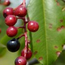 Cherry Black Cherry Tree 15 Seeds Culinary & Medicinal Non Gmo Fresh Garden