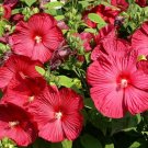 25 Seeds Grenache Vintage Hot Pink Hardy Hibiscus Hibiscus Moscheutos Flower Fresh Garden