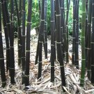 Black Bamboo Seeds Phyllostachys Nigra Hardy Landscaping 100 Seeds Fresh Garden