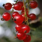 20 Red Wax Currant Berry Seeds: Edible Heirloom Fruit Flower Bush (Ribes Cereum) Fresh Garden