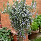 100 Seeds Rosemary Rosmarinus Officinalis Herb Flower Fresh Garden