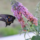 100 Mixed Colors Seeds Butterfly Bush Buddleia Davidii Flower Shrub Fresh Garden