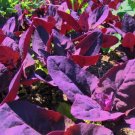 Orach Purple Passion Spinach 100 Seeds Fresh Garden