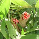 10 Cardboard ( Cycad ) Palm Seeds Zamia Furfuracea Fresh Garden