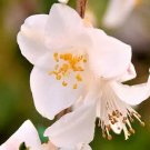 12 Camellia Costei Seeds Fresh Garden