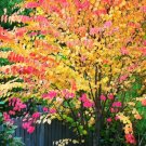 30 Katsura Tree Seeds Cercidiphyllum Japonicum Fresh Garden