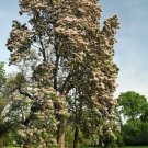 30 Chinese ( Manchurian Beijing Dwarf Asian ) Catalpa Seeds Catalpa Bungei Fresh Garden