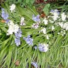 50 Wood Hyacinth Seeds / Spanish Bluebell Pretty White Blue + Pink Blooms Fresh Garden