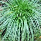 30 Cherokee Sedge Grass Seeds Carex Cherokeensis Fresh Garden