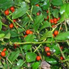 20 China Girl Holly Seeds Ilex Meserveae Fresh Garden