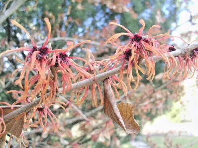 10 Georges Witch Hazel Seeds Hamamelis &Atilde;� Intermedia Fresh Garden