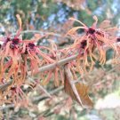 10 Georges Witch Hazel Seeds Hamamelis × Intermedia Fresh Garden