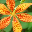40 Blackberry Lily Seeds ( Belamcanda Chinensis ) Fresh Garden