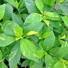 30 Goldsprenkle Sweet Pepperbush Seeds Clethra Alnifolia 'Goldsprenkle ' Fresh Garden