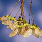 20 Miaotai Maple Seeds Acer Miyabei Ssp Miaotaiense Fresh Garden