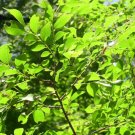 20 Dynasty Chinese Elm Seeds Ulmus Parvifolia " Dynasty " Fresh Garden
