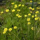 30 Swamp Buttercup Seeds Ranunculus Hispidus Fresh Garden