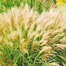 50 Little Kitten Dwarf Silver Grass Seeds Miscanthus Sinensis 'Little Kitten' Fresh Garden