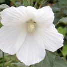 30 White Swamp Rose Mallow Seeds Wild Hibiscus Fresh Garden