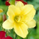 25 Yellow Stella De Oro Daylily Seeds Fresh Garden