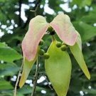 20 Chinese Parasol Tree Seeds Firmiana Simplex Fresh Garden