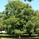 10 Kentucky Coffee Tree Seeds Gymnocladus Dioicus Fresh Garden