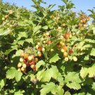 20 European Cranberrybush Seeds Viburnum Opulus Xanthocarpum Fresh Garden