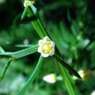 12 Korean Asparagus Fern Seeds Asparagus Schoberioides Fresh Garden