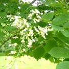 25 American Yellowwood Seeds Cladrastis Kentukea Fresh Garden
