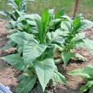 Banana Leaf Tobacco Seeds 100 + Seeds Fresh Garden