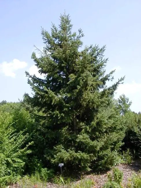 20 White Spruce Seeds Picea Glauca Fresh Garden