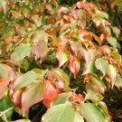 40 Chinese Sweet Pepperbush Seeds Clethra Monostachya Fresh Garden
