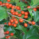 20 Manig American Holly Seeds Ilex Opaca Fresh Garden